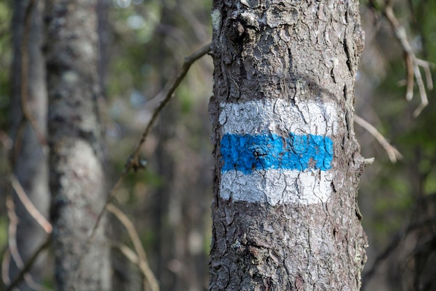 Marking the tourist route painted on the tree in blue and white Travel route sign in mountains