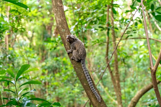 Marmoset monkey on a tree in the wild