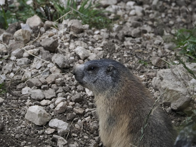 Marmot groundhog outside nest portrait