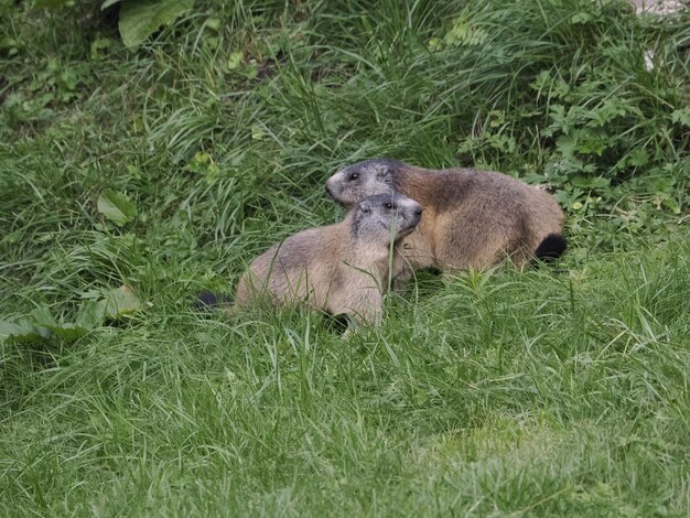 Marmot groundhog outside nest portrait