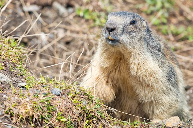 Marmot groundhog portrait while looking at you on rocks and grass background