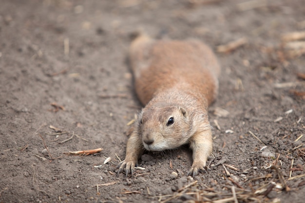 The marmot lies on the stomach. resting in the open air