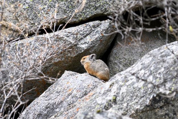 Marmot Marmota Marmota standing in rocks in the mountains Groundhog in wilde nature