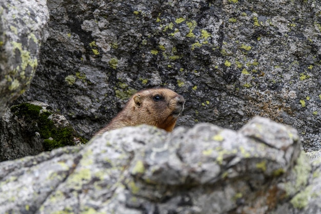 Marmot Marmota Marmota standing in rocks in the mountains Groundhog in wilde nature