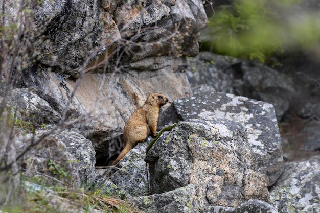 Marmot Marmota Marmota standing in rocks in the mountains Groundhog in wilde nature