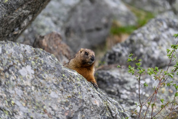 Marmot Marmota Marmota standing in rocks in the mountains Groundhog in wilde nature