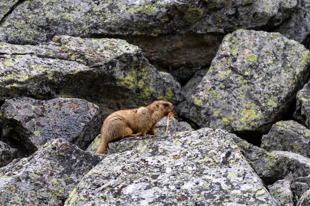 Marmot Marmota Marmota standing in rocks in the mountains Groundhog in wilde nature