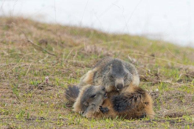 Marmot portrait on grass background