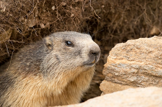 Marmot portrait while looking at you on rocks and grass background