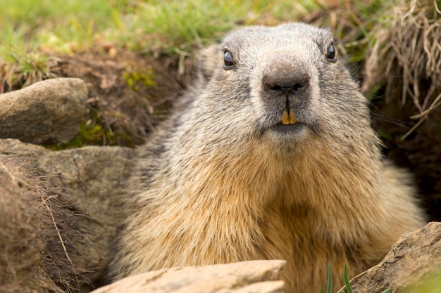 Marmot portrait while looking at you on rocks and grass background