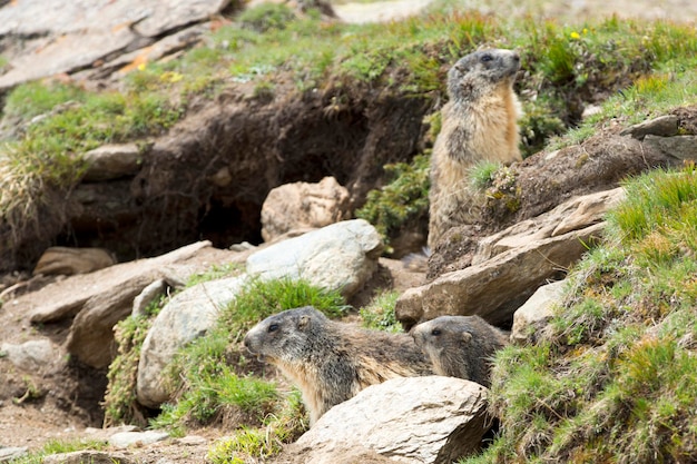 Marmot portrait while looking at you on rocks and grass background