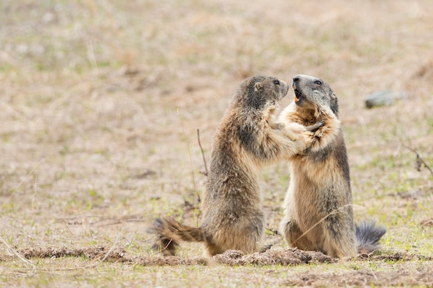 Marmot portrait while looking at you on rocks and grass background