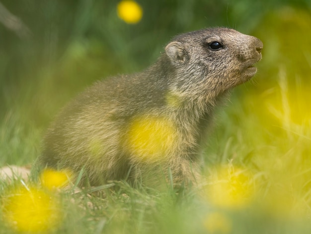 marmots on a meadow with yellow flowers in spring Mountains wildlife in europe