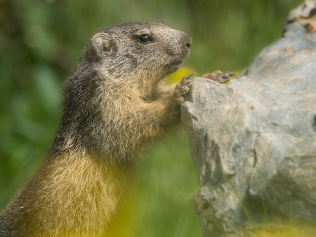 marmots on a meadow with yellow flowers in spring Mountains wildlife in europe