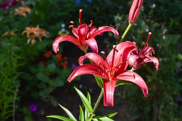 Maroon flower Martagon lilies on a flower bed against the background of nature Botanical Garden