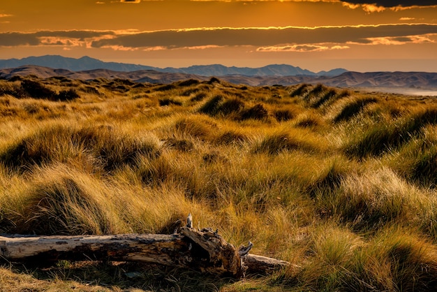 Marram and beach grass growing on the sand dunes bathed in warm sunlight by the coast