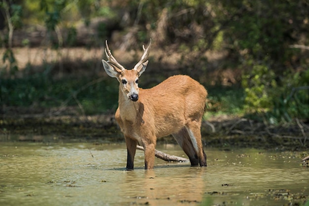 Marsh deer Blastocerus dichotomus in pantanal environment Brazil