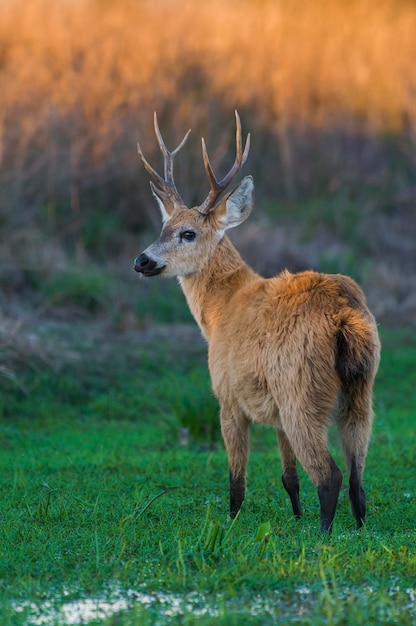 Marsh deer Blastocerus dichotomus xAIbera Marshes Corrientes Province Argentina