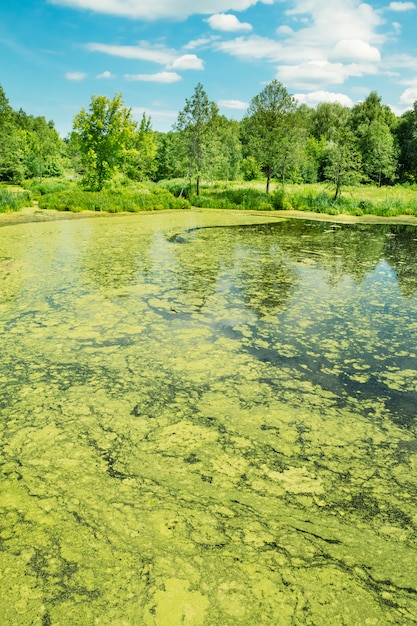 Marsh duckweed on the surface of the water