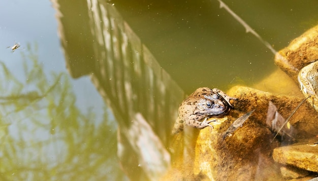 Marsh frog close up in pond water or lake Rana or Pelophylax ridibundus wild animals