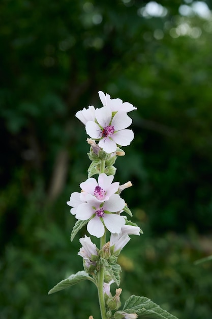 Marsh mallow summer flowers