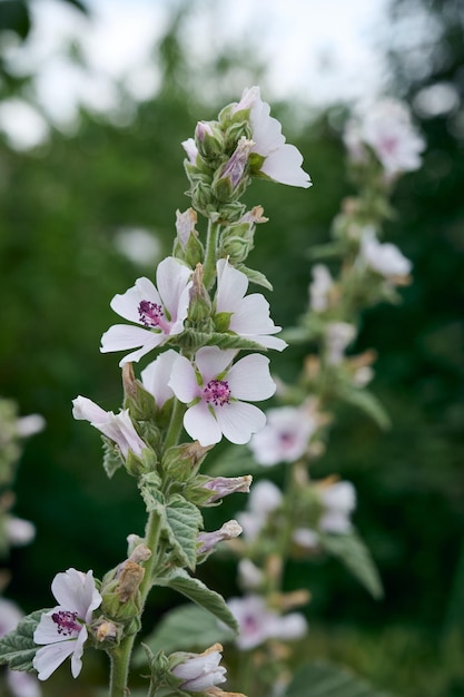 Marsh mallow summer flowers