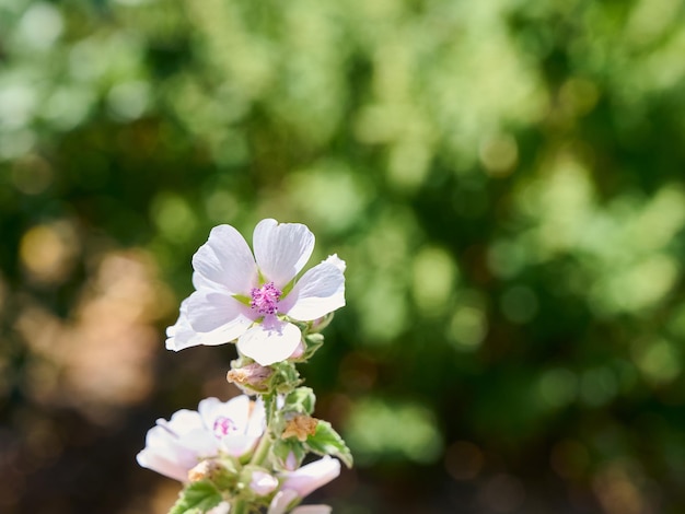 Marsh mallow summer flowers