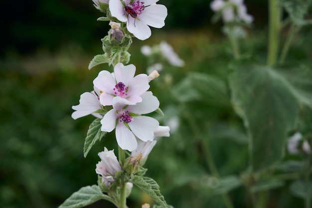 Marsh mallow summer flowers