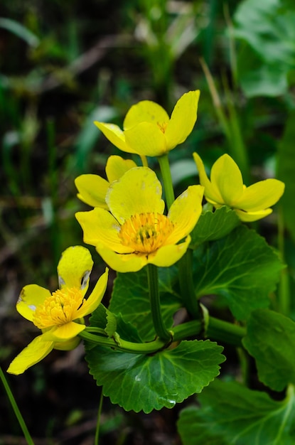 Marsh marigolds Calta palustris on spring