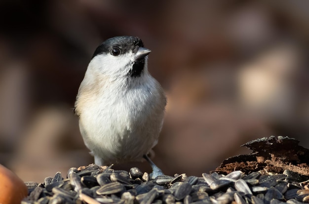 Marsh Tit Poecile palustris A bird sits on the feeder eating sunflower seeds