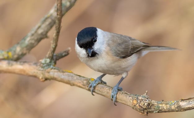 Marsh Tit Poecile palustris A bird sits on a tree branch