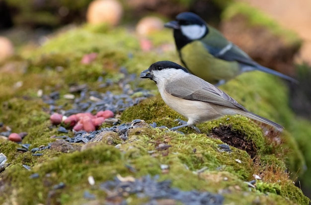 Marsh Tit Poecile palustris A bird sits on a tree trunk covered with moss and eats seeds and nuts