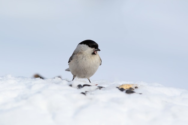 The marsh tit (Poecile palustris) sits on the snow