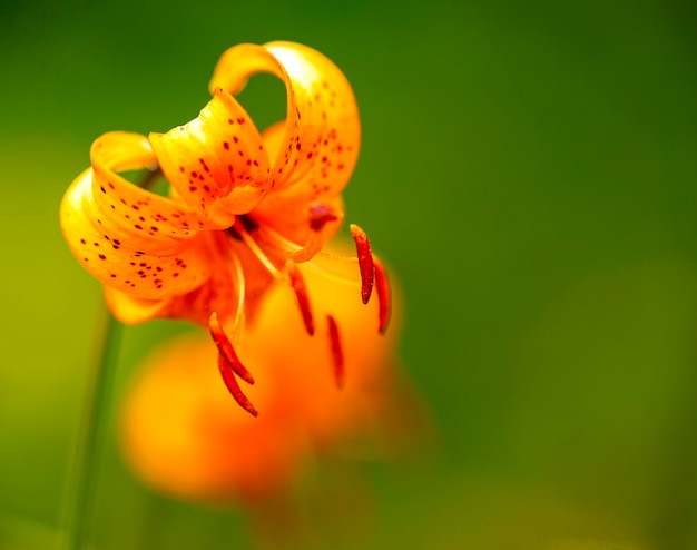 Martagon lily Sunny Morning Nicotine. Lilium martagon flower closeup.