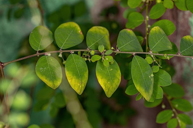 Mascarene Island Leaf-Flower Plant of the species Phyllanthus tenellus with flowers and fruits