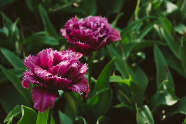 Mascotte Tulip. Double pink tulip with lighter fringe