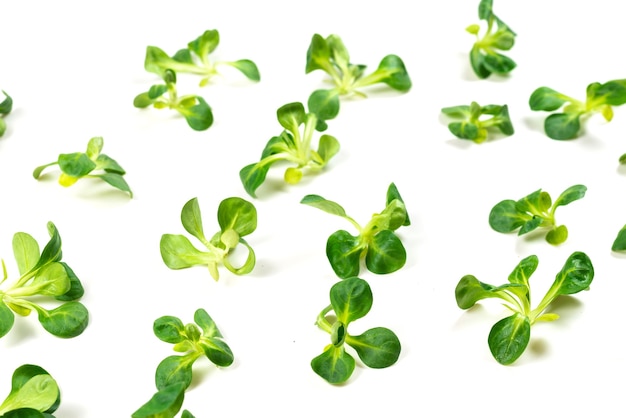 Mash salad on white background. Top view.