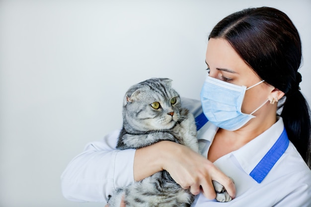 Masked veterinarian with a gray fold cat in his arms.