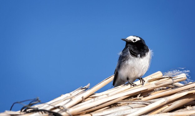 Masked wagtail bird