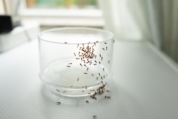 Mass of ants on glass searching for food