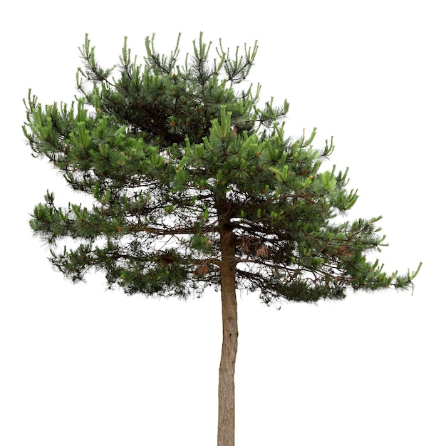 A masson pine in spring isolated on white