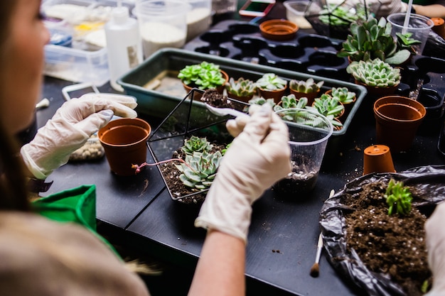 A master class in planting cacti and sukkulentov in the form of glass