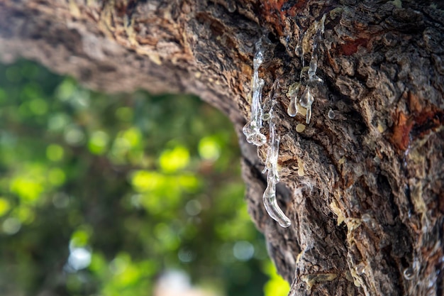 Mastic gum resin flows from the mastic tree. Chios island - Greece