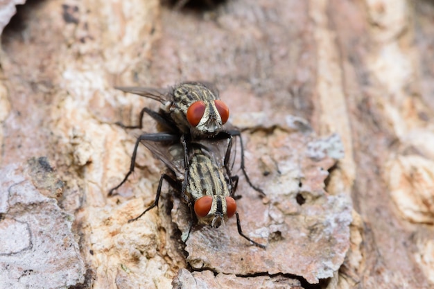 Mating bluebottle flies on tree in gaden, macro photo