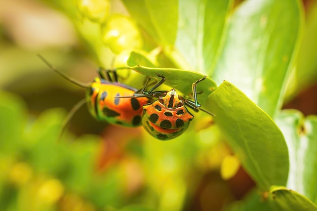 mating indian jewel bug macro close up premium photo