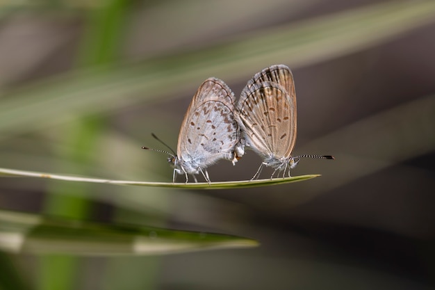 A mating pair of small butterfly, perching on the tip of a green plant, close up. Indonesia