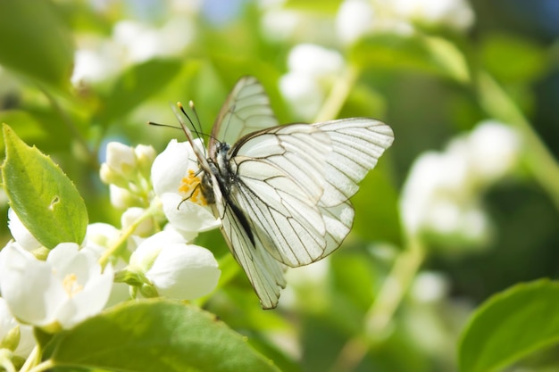 Mating of two white butterflies Aporia crataegi