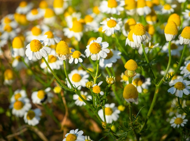 Matricaria chamomilla daisies among green grass on a Sunny day