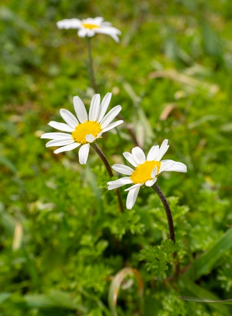 Matricaria chamomilla daisies among green grass on a Sunny day