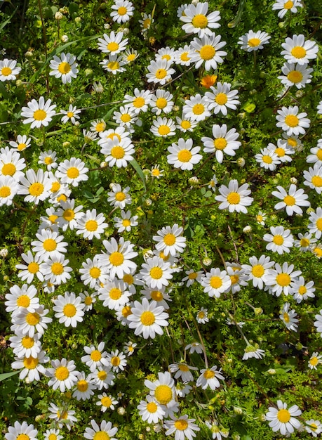 Matricaria chamomilla daisies among green grass on a Sunny day